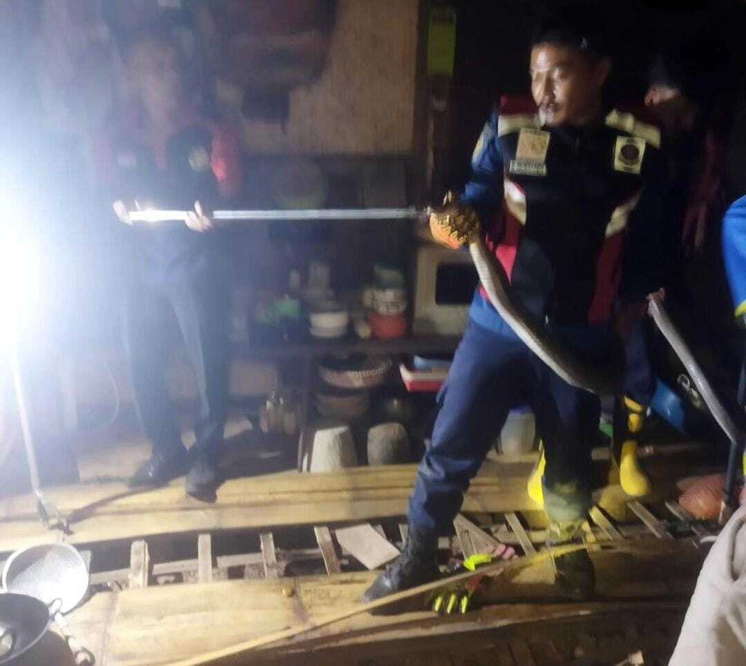 Ular King Cobra Sepanjang 3 Meter di Bungbulang Berhasil Diamankan Oleh Damkar